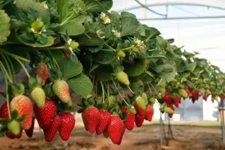 Ампельная клубника на балконе