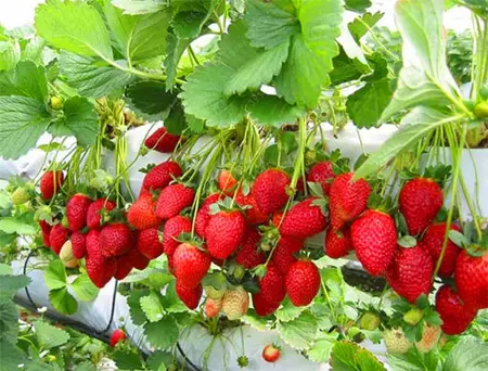 Посадка ампельной клубники