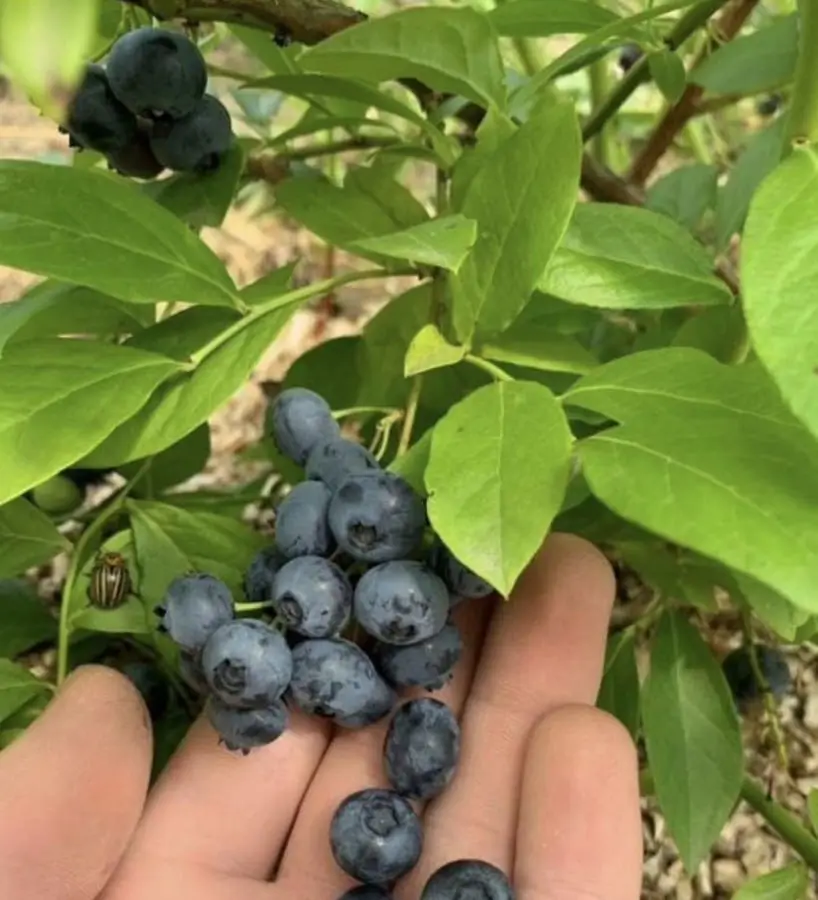 Голубика Бум саженцы