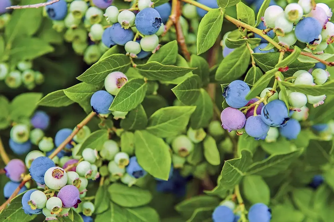 Быстрый рост