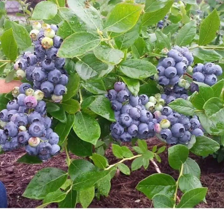 Результат Татьяны К.