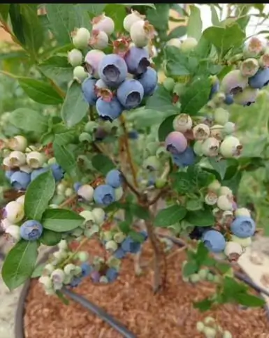 Результат Андрея В.