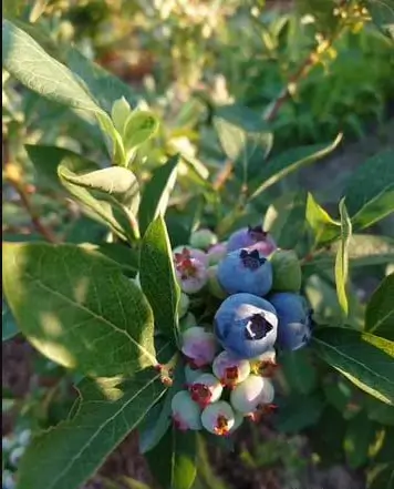 Результат Ольги М.