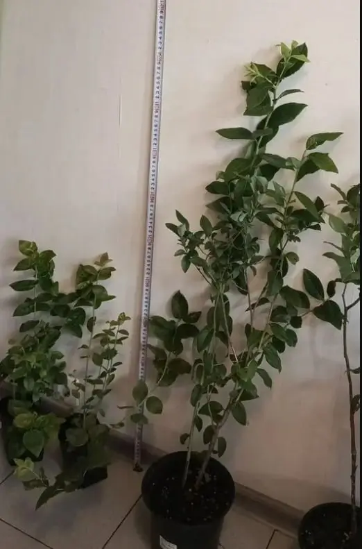 Результат Ольги М.