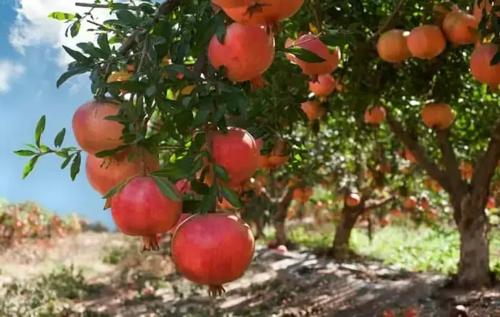 Гранатовое дерево Гюлейша Красная