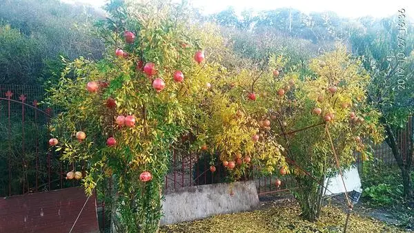Гранатовое дерево Гюлейша Красная