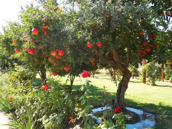 Гранатовое дерево Гюлейша Красная