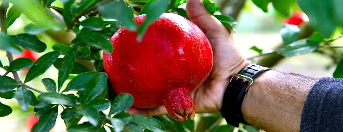 Гранатовое дерево Гюлейша Красная