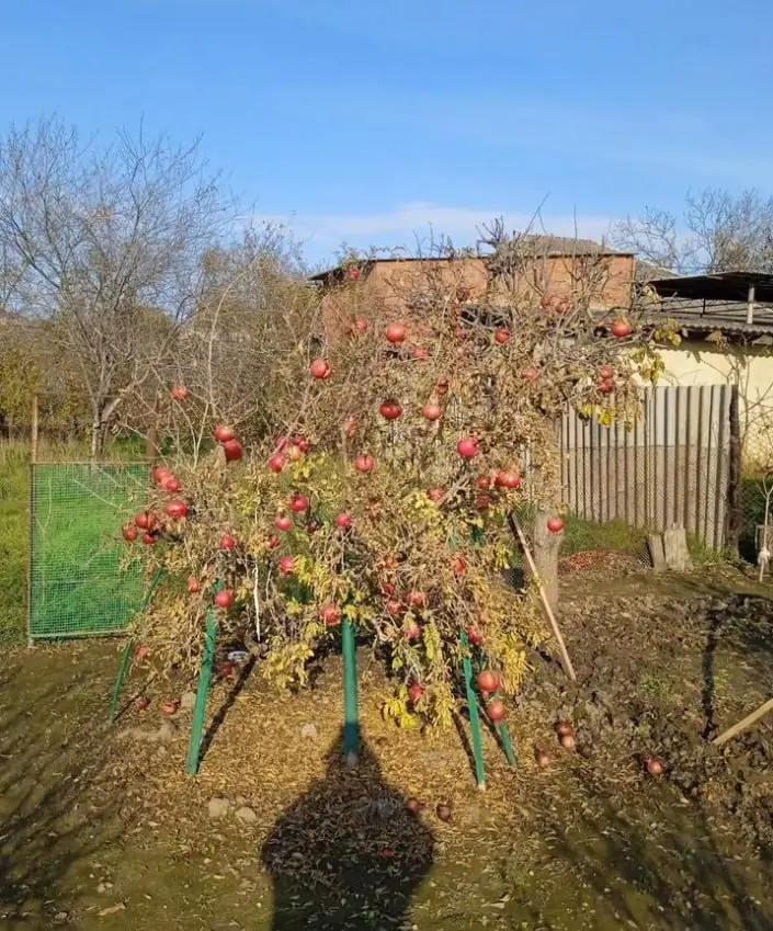 Результат Анастасии Ш.