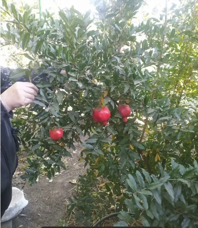 Результат Даниила К.