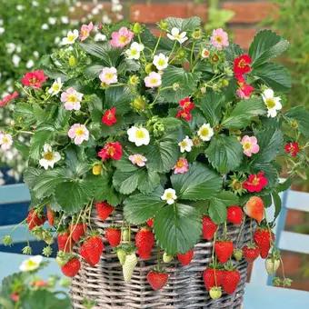 Ампельная клубника