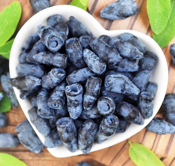 Саженцы удивительной Жимолости