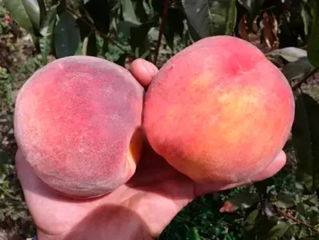 Сочные плоды персика Флеминг Фьюри