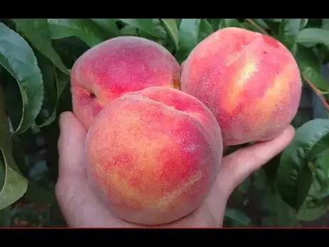 Плоды персика Фьюри