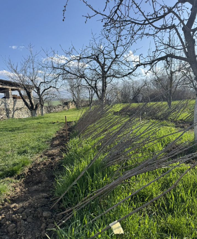 Сочные персики Флеминг Фьюри