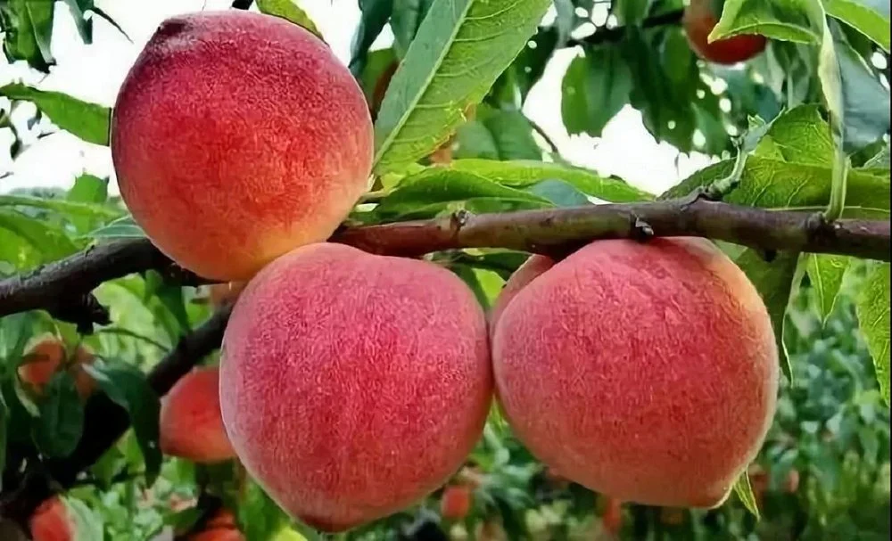 Сравнение персиков