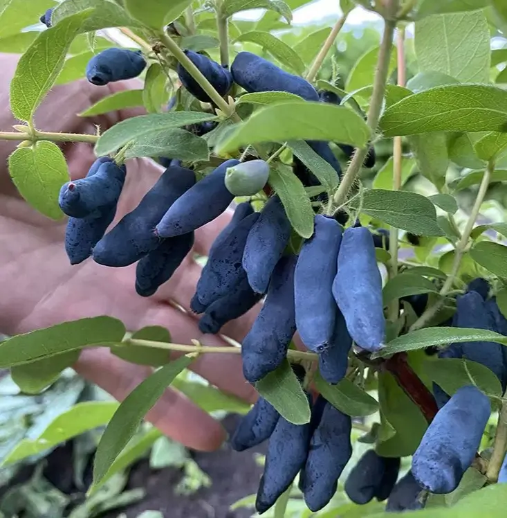 Жимолость в саду