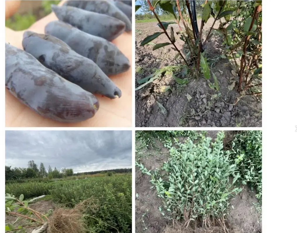 Цветение жимолости