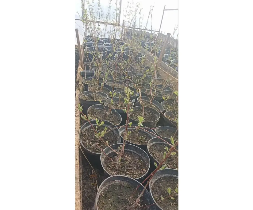 Ягоды жимолости