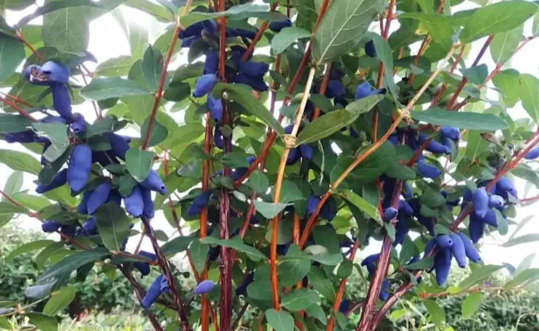 Ягоды жимолости