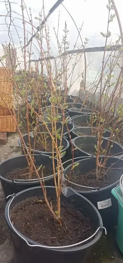 Ягоды жимолости