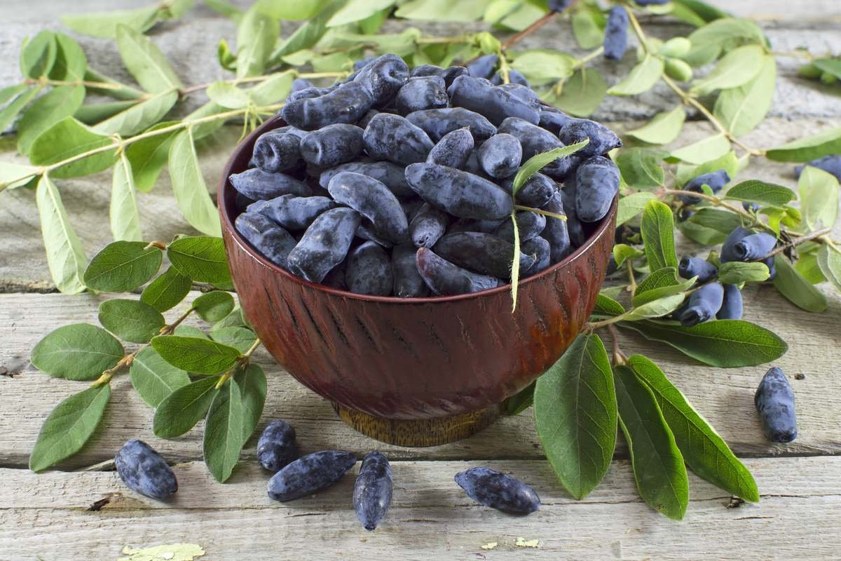 Жимолость гибридная