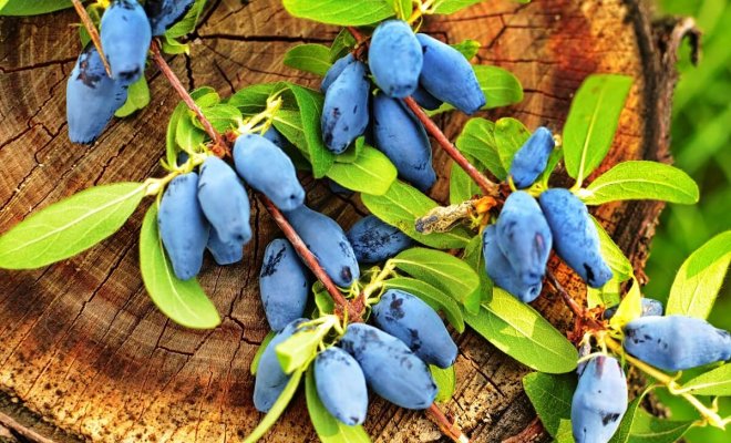 Саженцы жимолости гибридной