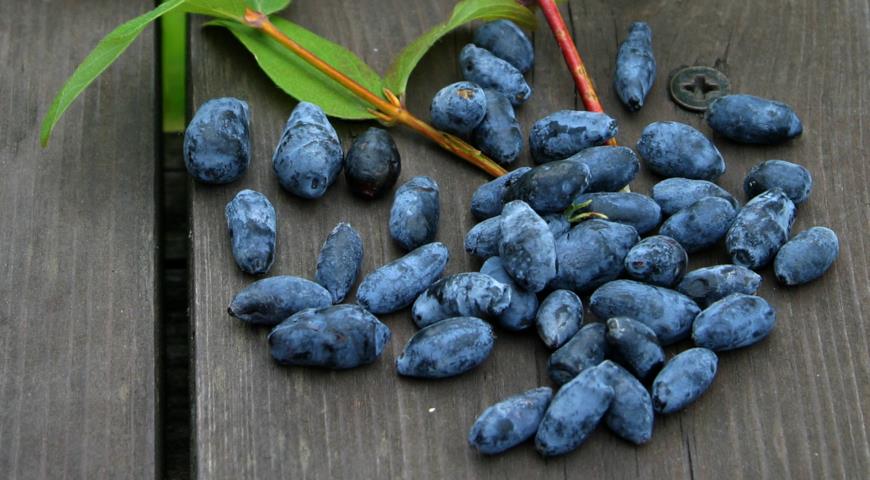 Саженцы жимолости гибридной